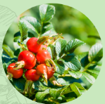 カニナバラ果実油