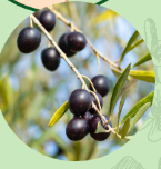 オリーブ果実油