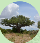 スクレロカリアビレア種子油