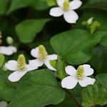 ドクダミエキス