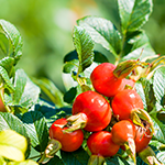 カニナバラ果実油