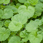 ツボクサ葉/茎エキス