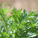 ヨモギ葉エキス