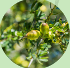 アルガニアスピノサ核油