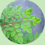 ワサビノキ種子油